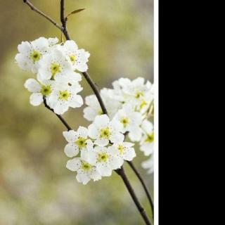 《驿路梨花》彭荆风