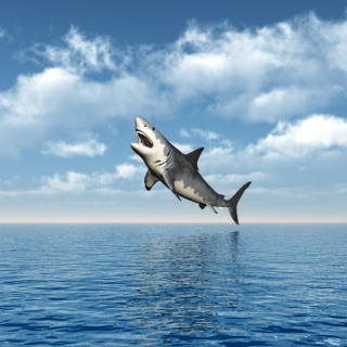 英文科普——凶猛的鲨鱼
