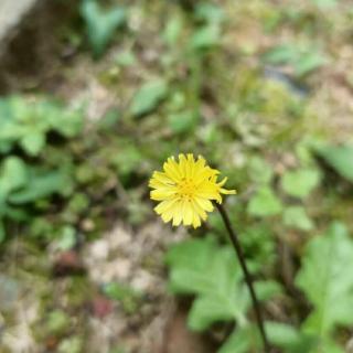 《野菊花》