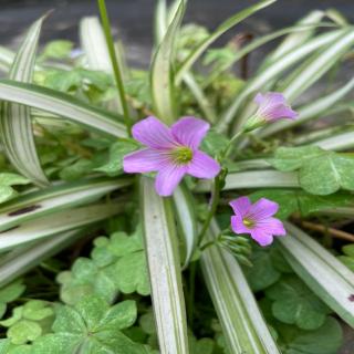 诗意四季：春风花草香