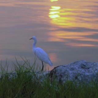 [美文]To a Waterfowl