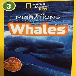 Great Migration Whales