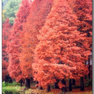 《长不大的红杉树》