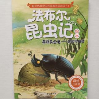 17 家园守望者——蒂菲粪金龟