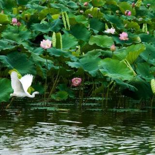 荷花湖