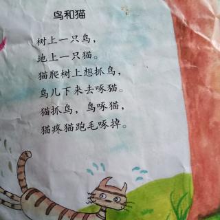 鸟和猫