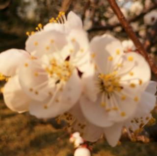 《清明祭母》文诵君子兰