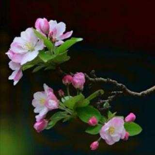 《西花厅的海棠花又盛开了》作者：邓颖超｜朗诵：曹宁