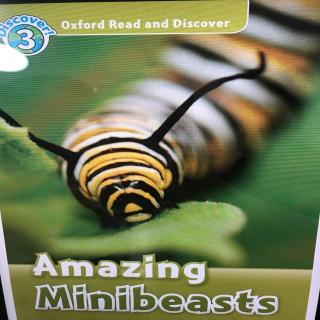 Amazing Minibeasts3-4
