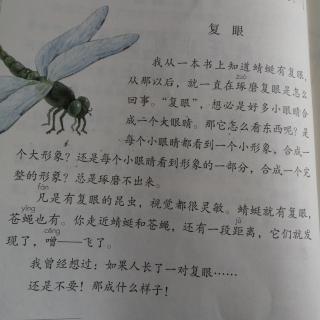 4昆虫备忘录 复眼