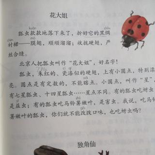 4昆虫备忘录 花大姐