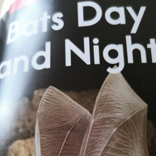 bats day and night 问答