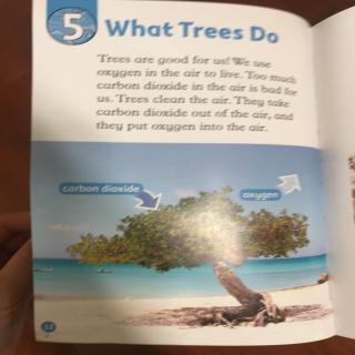 What trees Do