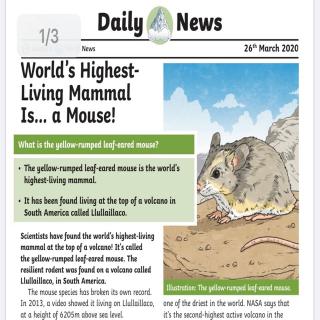 daily news -world's highest mammal
