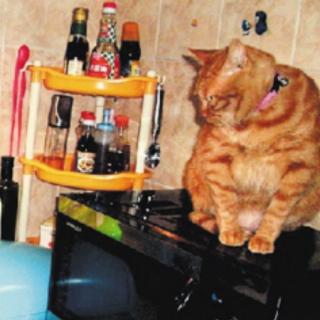 厨师家的猫