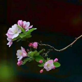 海棠花祭