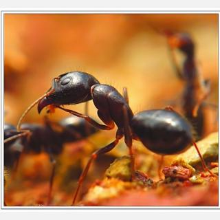 蝽象大战蚂蚁