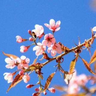 芳菲四月樱花开  文/陈宝璐