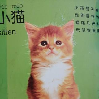 动物儿歌 小猫