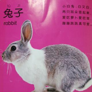 动物儿歌 兔子