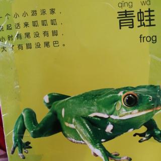 动物儿歌 青蛙