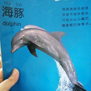 动物儿歌 海豚