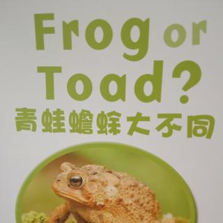 之湛演绎：Frog or Toad