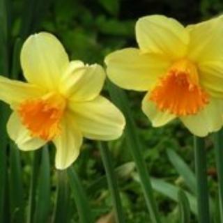To Daffodils
咏黄水仙花