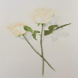 白玫瑰-（cover陈奕迅）
