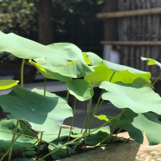 《幸福锦囊集》学习篇～如何培植子女人福基