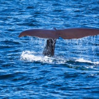 鲸落，保护动物，尊重生命