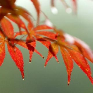 《秋雨》张爱玲