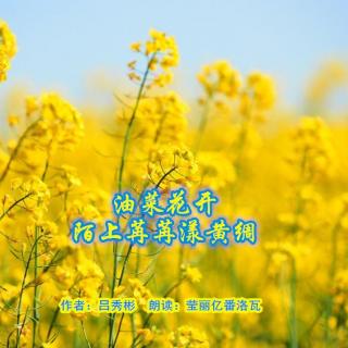 《油菜花开，陌上苒苒漾黄绸》作者：吕秀彬 朗读：莹丽亿番洛瓦