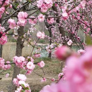 《孔雀、草坪、骄傲》