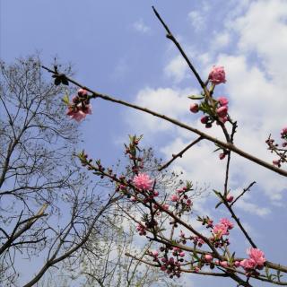 巜写给春天的诗行》碑林路人。诵读：朝阳旭日