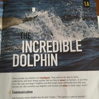 The incredible dolphin