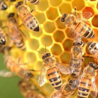 蜜蜂是怎么酿蜜的