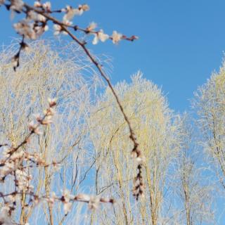 香茗诵读||春天的背影里，还是眷恋这人间四月  郭文姝