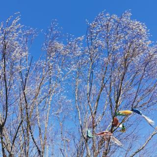 传统节日课后字组词 王欣怡