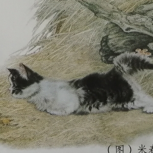 猫