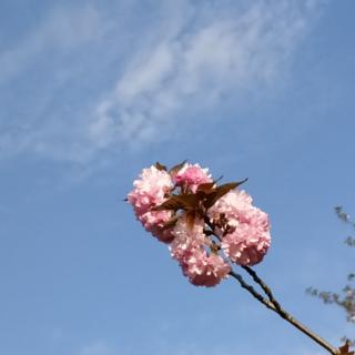 背诵 繁星 丁雨辰