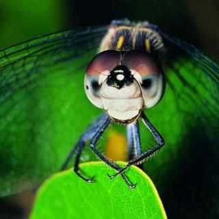 十万个为什么|为什么蜻蜓的眼睛特别大？