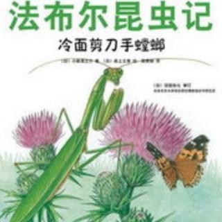 小乐老师讲故事《法布尔昆虫记——冷面剪刀手螳螂》