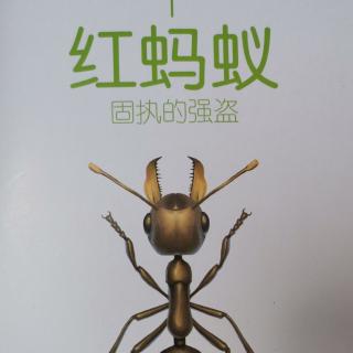 法布尔昆虫记～红蚂蚁——固执的强盗