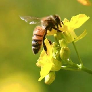 十万个为什么|蜜蜂在花丛中飞来飞去干什么？