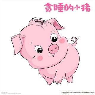 【海贝睡前故事】贪睡的小猪🐷