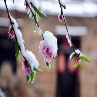 四月一场桃花雪