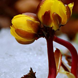 《泪雨飘成雪》一尘 朗诵:惜时如金