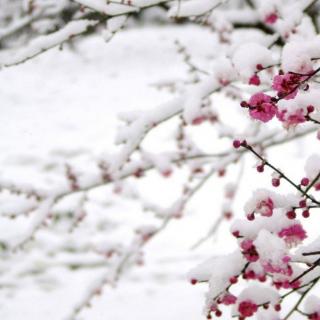 《泪雨飘成雪》文一尘/朗诵顺其自然