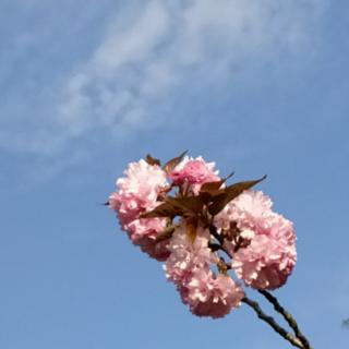 背诵 夏 丁雨辰